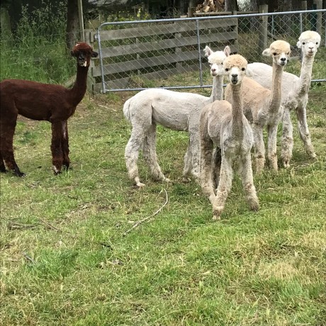 For Sale - Pet Alpacas (special prices for 3 or more) image
