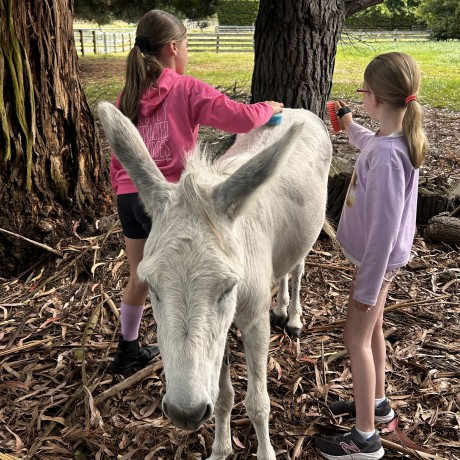 Alpaca & Donkey Aroha Experience image