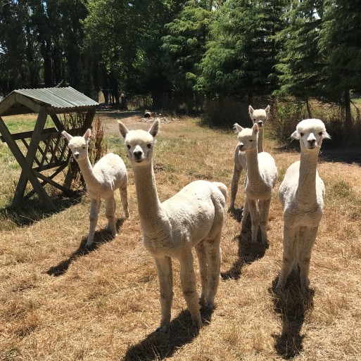 For Sale - Pet Alpacas image